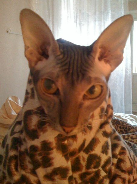 №91, Альбина Галиуллина, Тюмень №91, Альбина Галиуллина, Тюмень