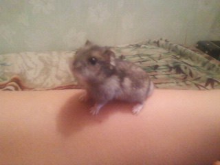 Йулька Хамутовська Ігорівна | 