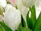 Кристина Петраш | Запорожье