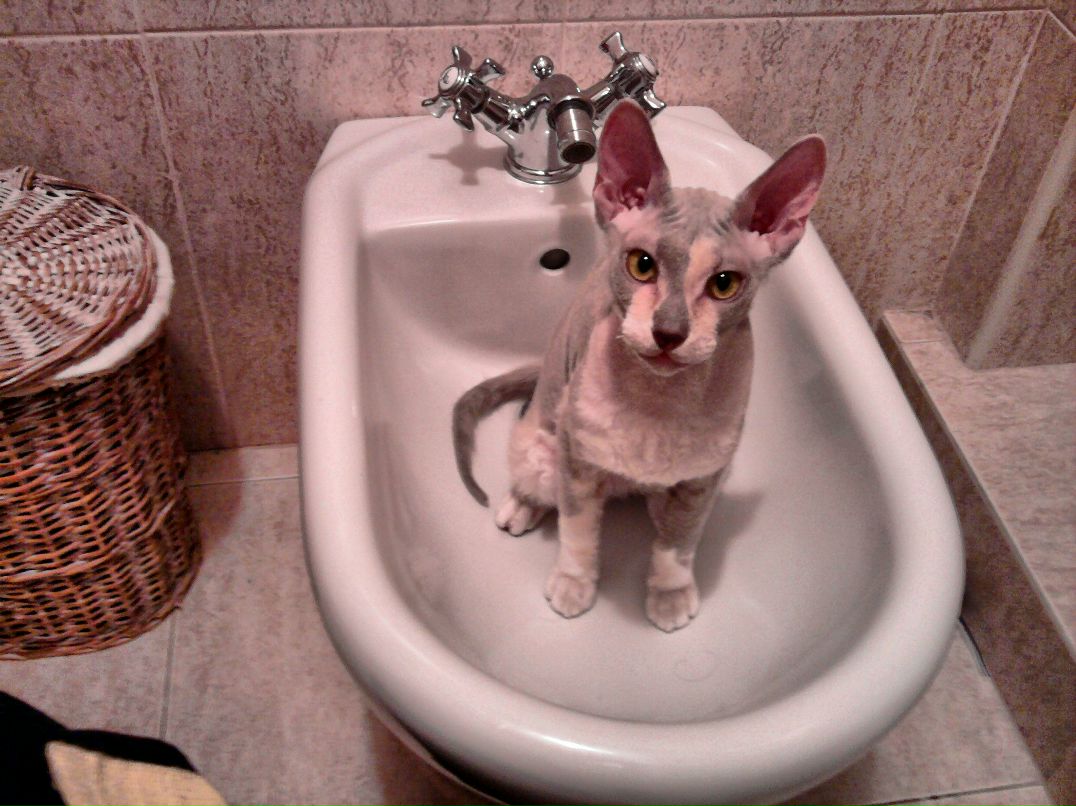 Светлана Турчина | 