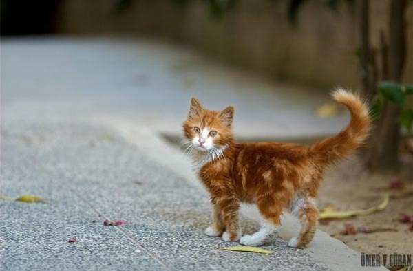 Владимир Горячев | Санкт-Петербург