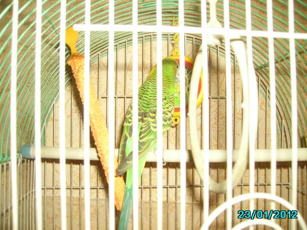 №84, Дарья Котыхова, 1.10 №84, Дарья Котыхова, 1.10