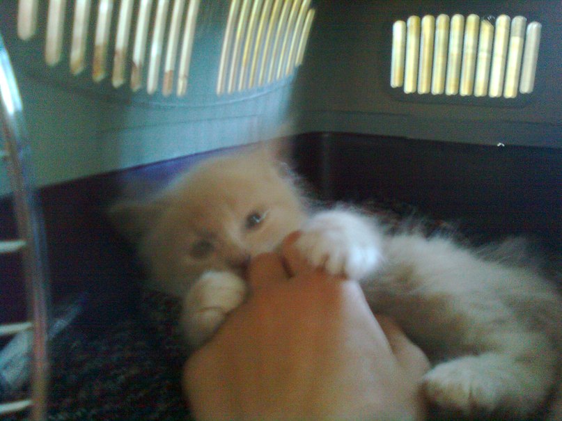 Максим Егоров | Калининград