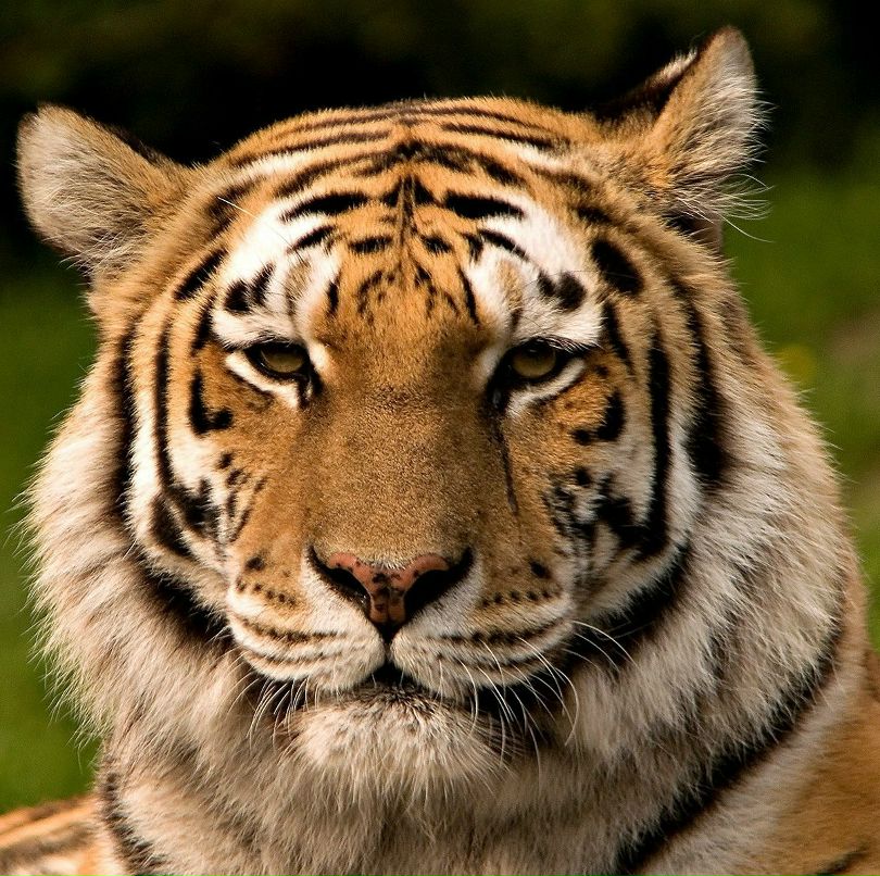 Андрей Тараканов | Москва