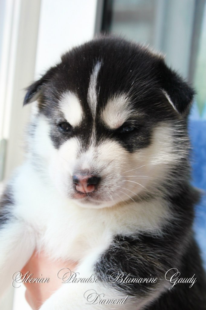 Юрий Чеботаев | 