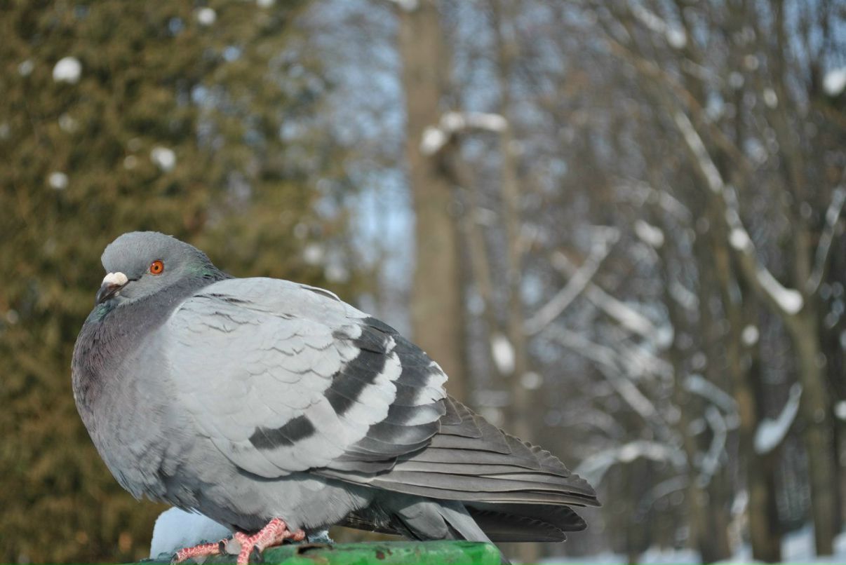 Андрій Мартинів | Долина