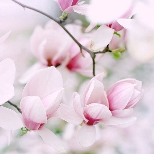 Эльмира Асанова | Белогорск