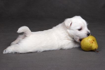 Виктория Павлова | Санкт-Петербург
