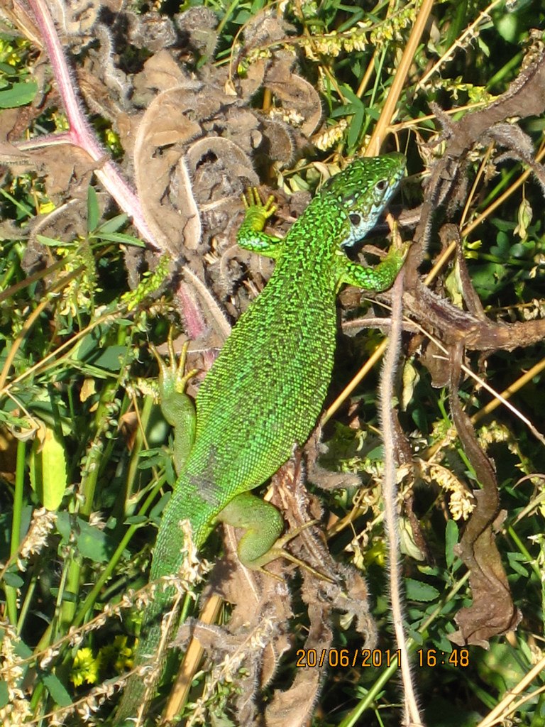 Степан Команецький | Львов