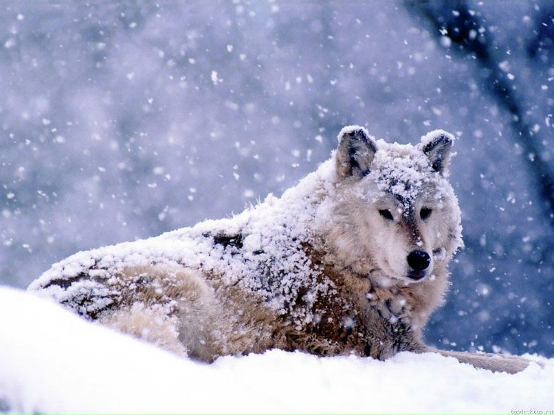 Андрей Фридман | Киев