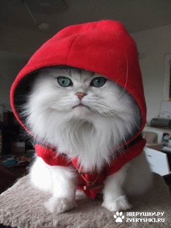 Надюша Францина | Одесса