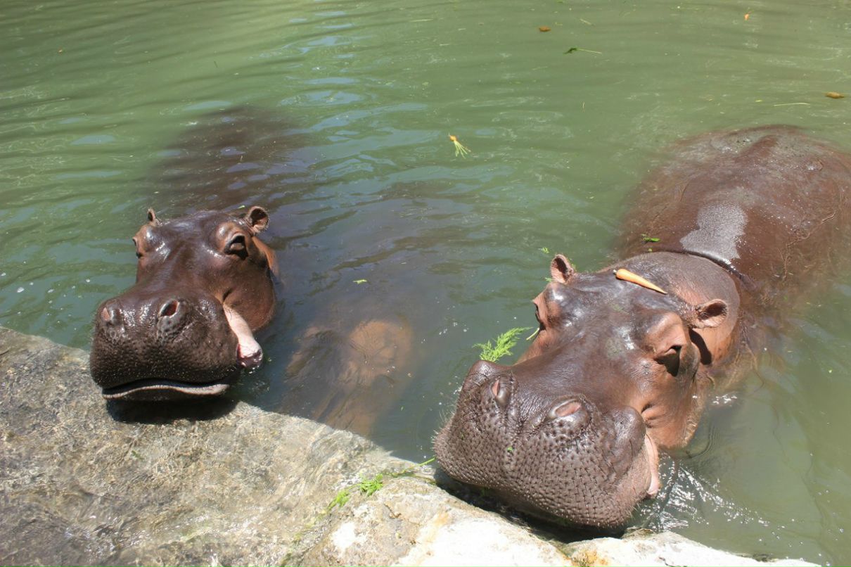 Светлана Куняшева | Санкт-Петербург