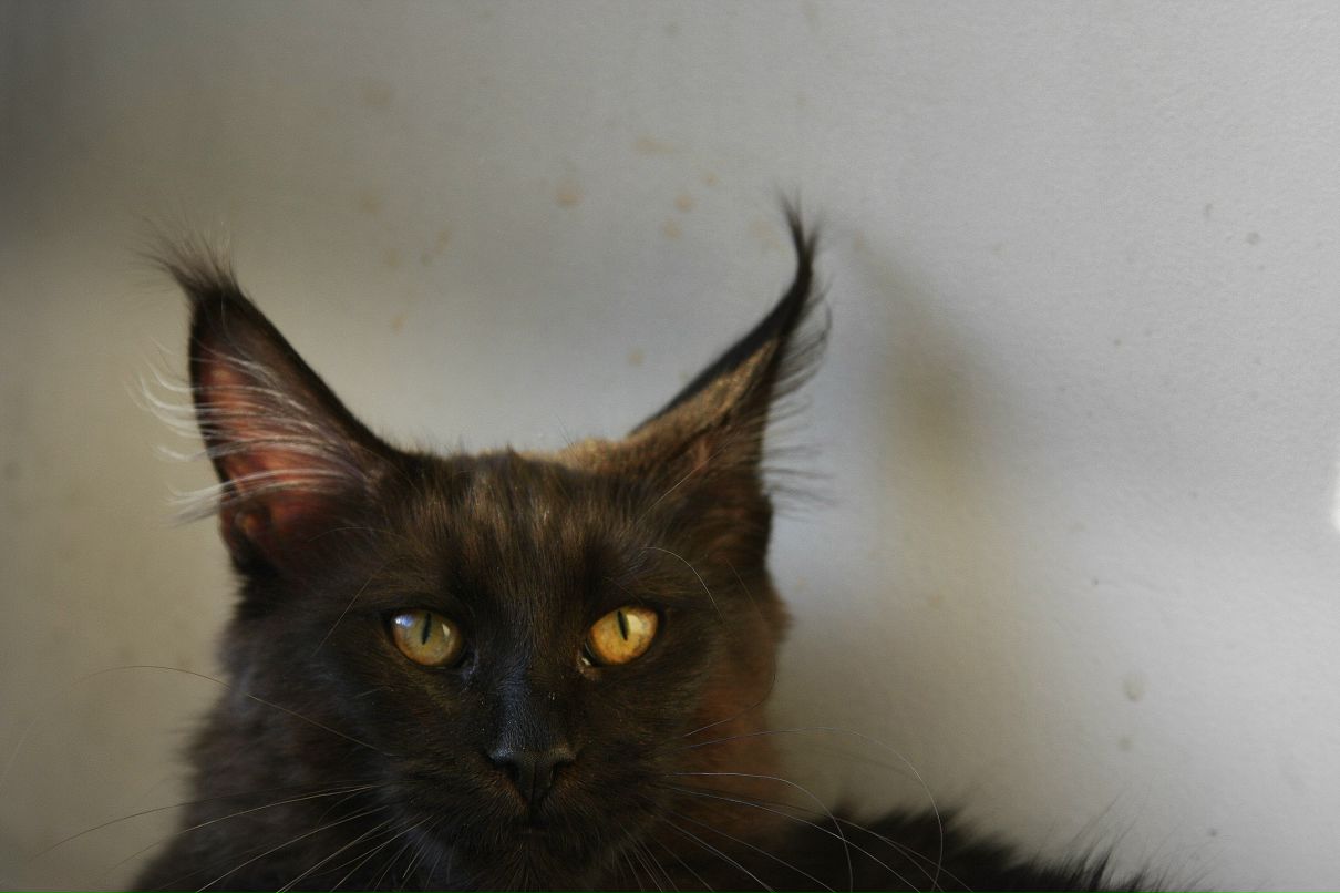 Денис Дёмин | Санкт-Петербург