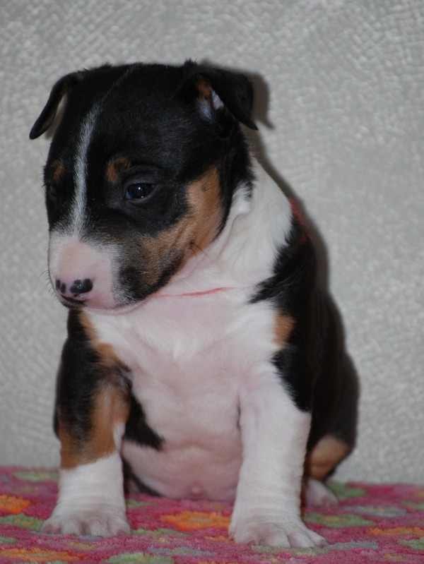 Julit Lark волшебник | Москва