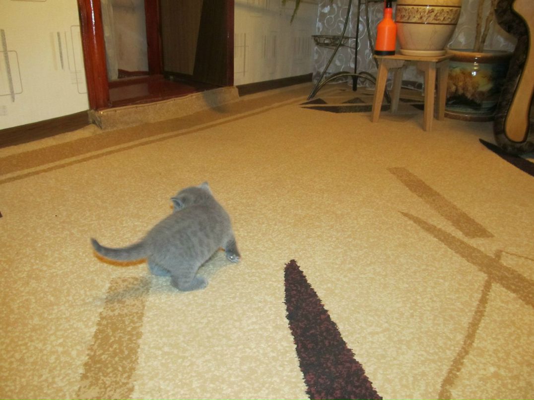 Елена Коропова | Киев