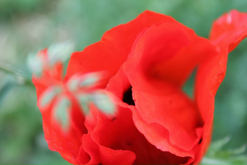 Сергей Воронин | Шуя