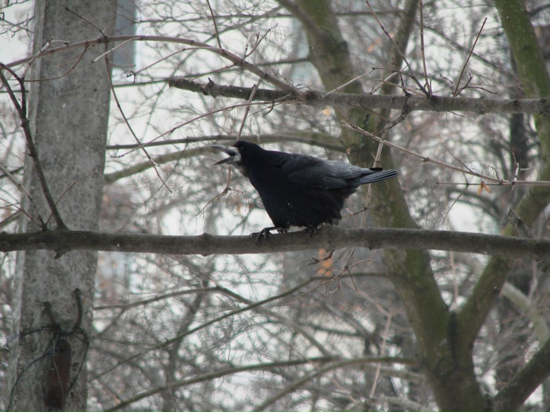 Олександр Олесь ॐ | Hafnarfjörður
