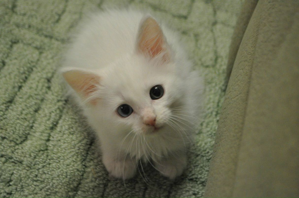 Анастасия Горкавченко | Волгоград