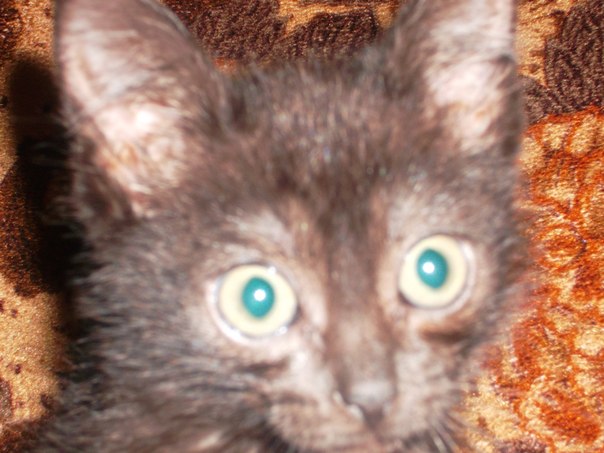 №23, Снежана Белоногова №23, Снежана Белоногова