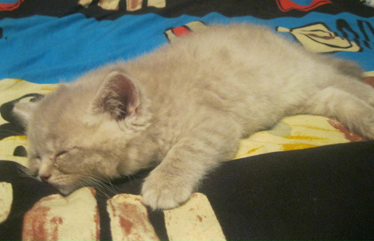 Никита Зубков | Запорожье