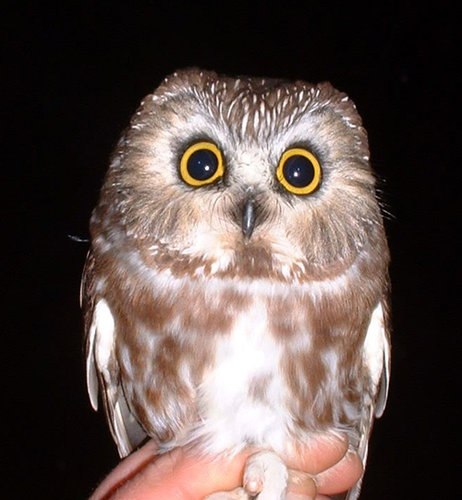 Данечка Лебедева | Кострома