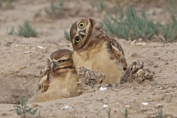 Алёнка Тепцова Ponchik | Москва