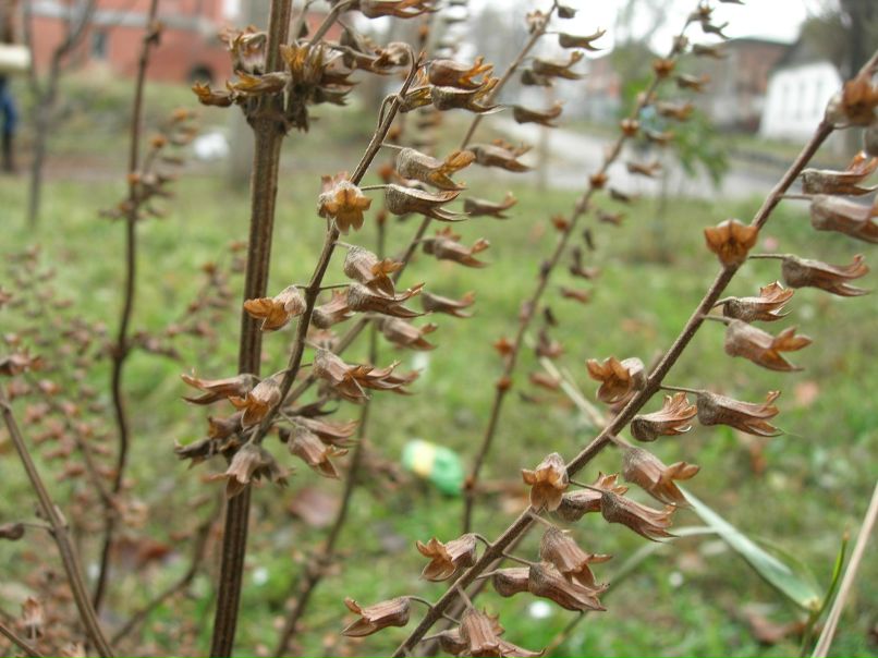 Алёнушка Пинчук | Днепр (Днепропетровск)