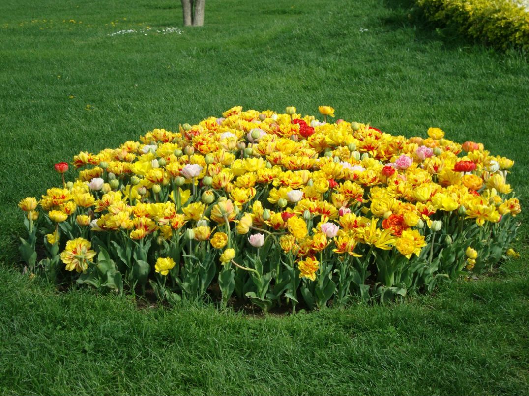 Вероника Королева Караарслан | İstanbul