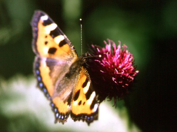 №1, Ляйсан Мухарямова №1, Ляйсан Мухарямова