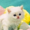 Аватар: Лера Колесанова