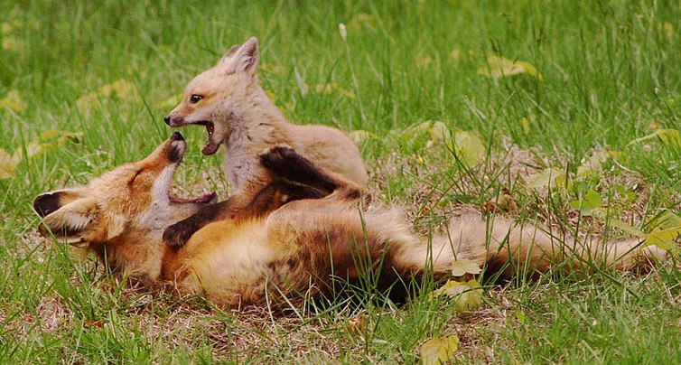 Ната Евгеньева | 