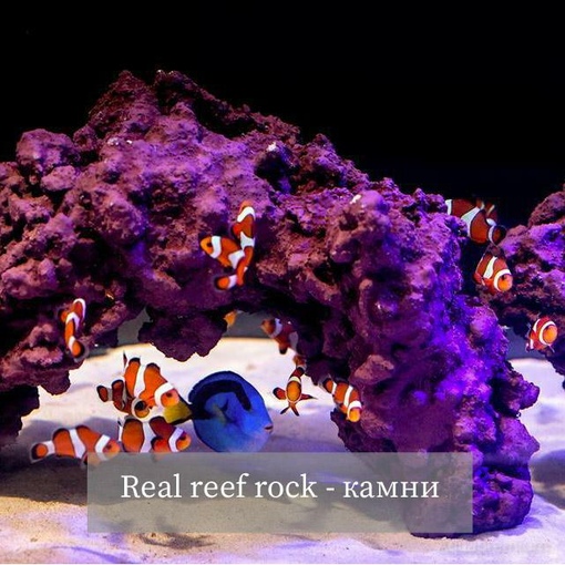 Живые кораллы для аквариума. Коралловый риф в наноаквариуме. Кораллы для аквариума. Цихлидник коралловый риф. Живые камни для морского аквариума.