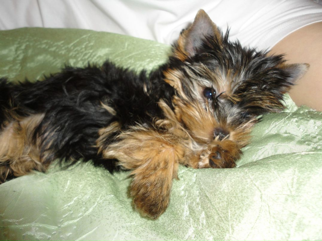 Элла Сушицкая | Минск