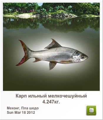 Анатолий Губарев | Краснодар