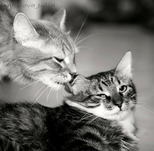 Арина Шведова | Тверь