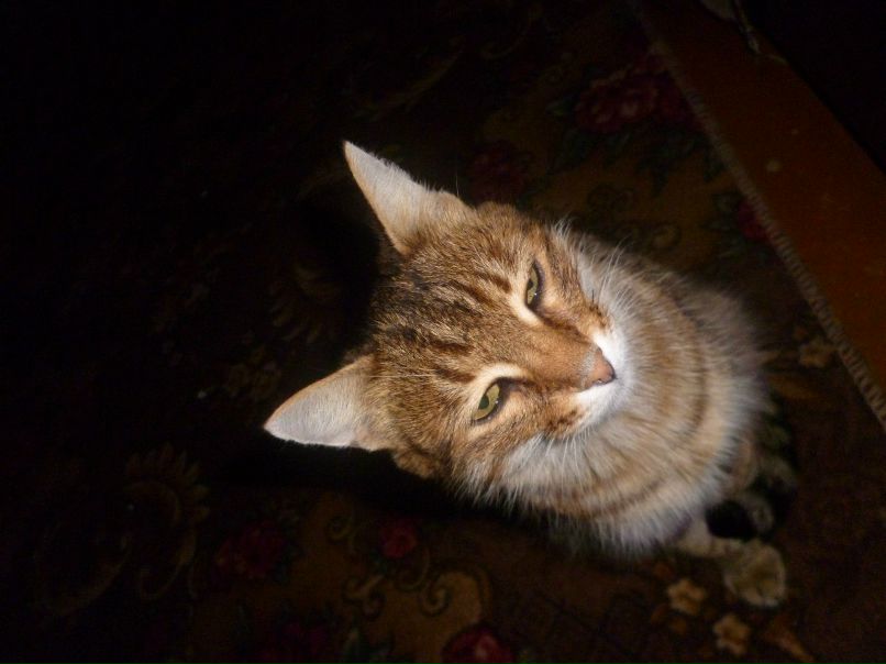 Светлана Горбунова Викторовна | Чайковский