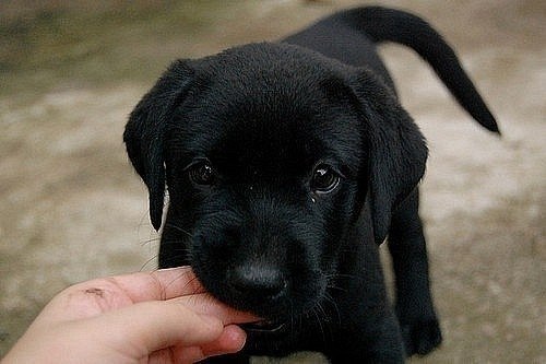 Павел Чичкан | 