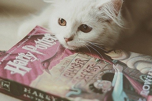 Алина Доника | Николаев