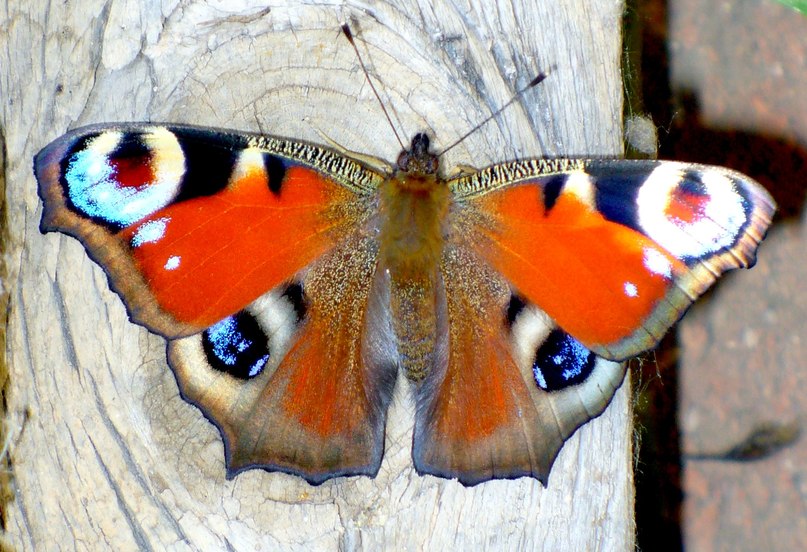 Радмила Салаватуллина | 