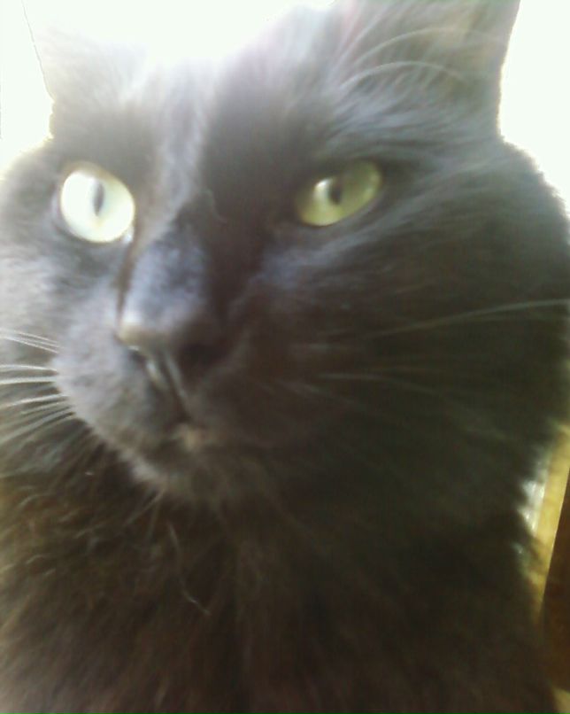 Андрей Царёв | Тосно