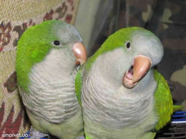 Наталия Иванова | Киев