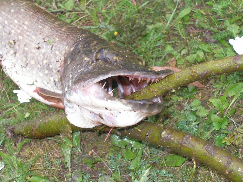 Дмитрий Шадура | Харьков