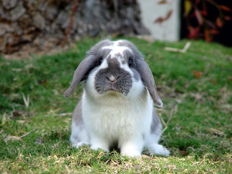 Вячеслав Коморский Zayats | Одесса