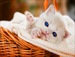 Кристина Прокофьева фотография #8