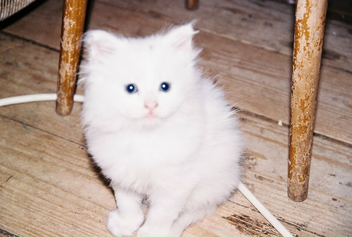 Михаил Красавин | 