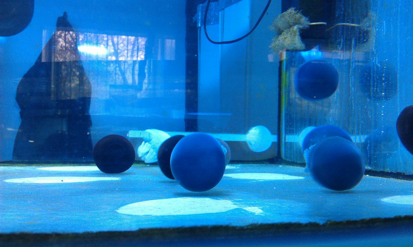 Кристина Дрёмина | Рязань