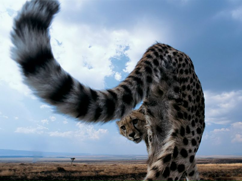 Еленка Василькевич | Севастополь