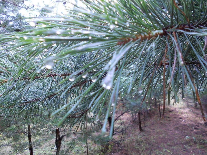 Татьяна Коробельникова | Липецк