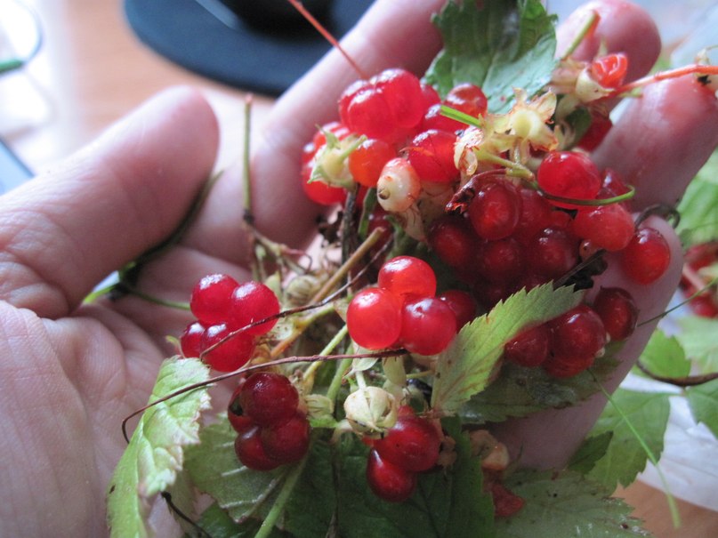 Юлия Лапа | Парная