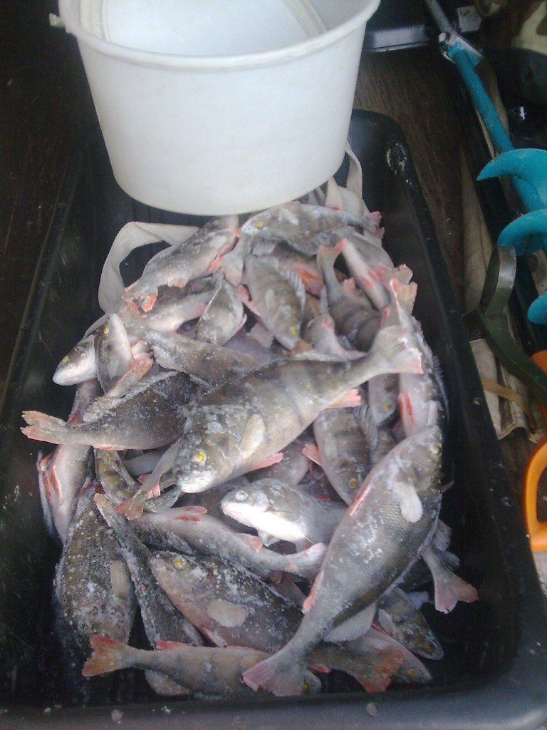 Антон Хмелевский (ЮРИЧ) | Дружная Горка